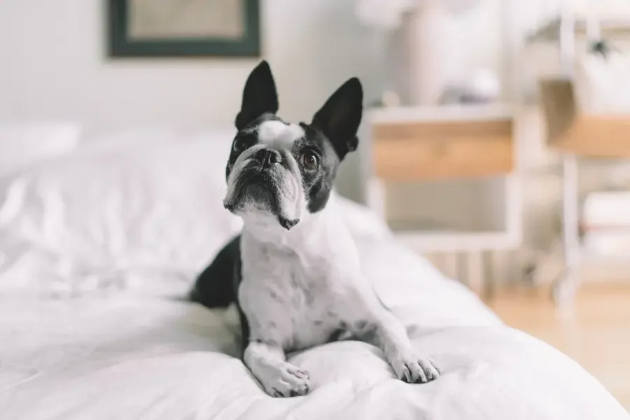 cute-dog-on-bed-looking-up-at-owner