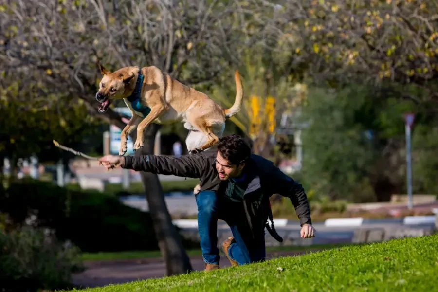 תמונה של אילוף כלבים בפרדס חנה כרכור